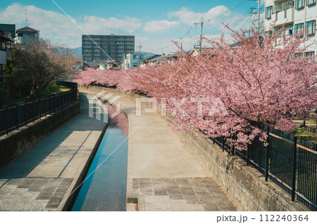 淀の河津桜 淀の河津桜 112240364