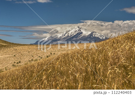 Cayambe volcano with blue sky and yellow Andean paramo meadow Cayambe volcano with blue sky and yellow Andean paramo meadow 112240403