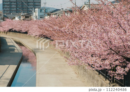 淀の河津桜(アップ) 淀の河津桜(アップ) 112240486