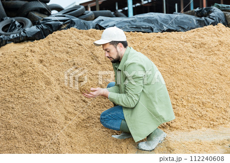 Farmer checks the quality of beer bagasse in the backyard of cow farm 112240608