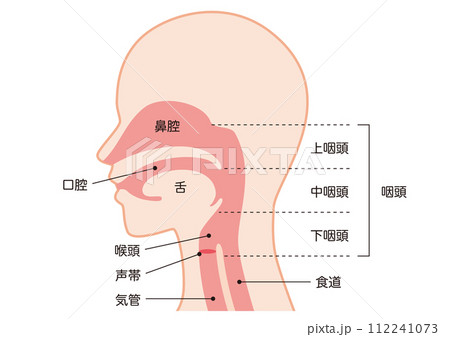 鼻と喉の構造 鼻と喉の構造 112241073