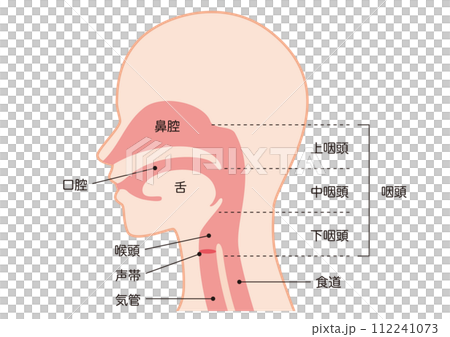 鼻子和喉嚨的結構 鼻子和喉嚨的結構 112241073