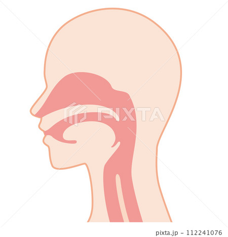 鼻と喉の構造 112241076