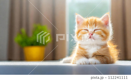 猫　可愛い　ねこ　かわいい　日常風景 112241111