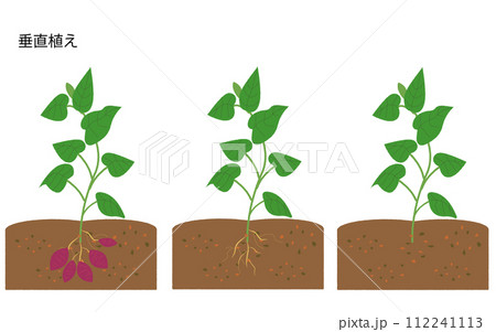 サツマイモ　垂直植え　成長過程セット 112241113