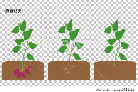 サツマイモ　垂直植え　成長過程セット 112241113