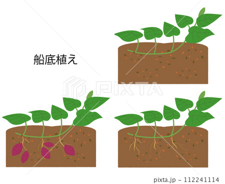サツマイモ　船底植え　成長過程セット 112241114