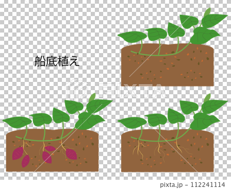 サツマイモ　船底植え　成長過程セット 112241114