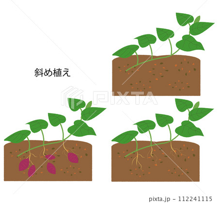 サツマイモ　斜め植え　成長過程セット 112241115