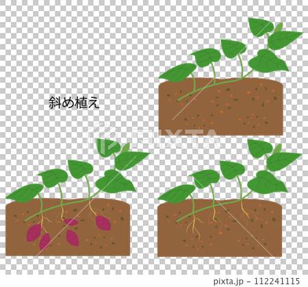 サツマイモ　斜め植え　成長過程セット 112241115