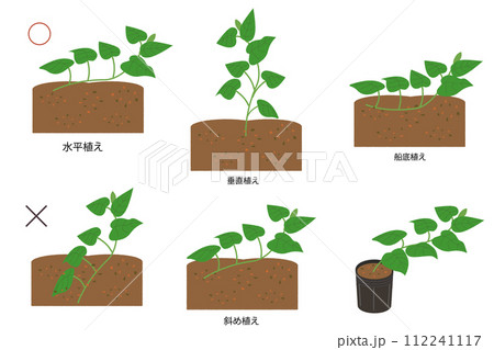 サツマイモ　植え方　イラストセット 112241117