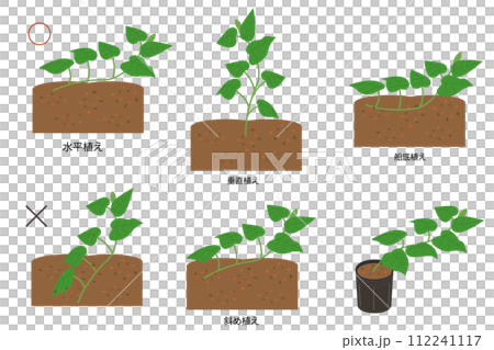 サツマイモ　植え方　イラストセット 112241117