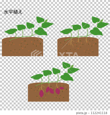 地瓜水平種植生長工藝流程套裝 112241118