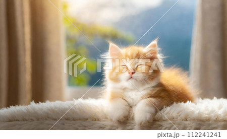 眠る猫 眠たい猫 寝た猫 ねこ眠る 眠る猫 眠たい猫 寝た猫 ねこ眠る 112241241