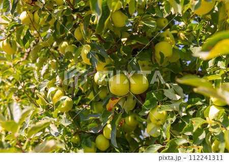 Golden delicious apples hanging from tree branches 112241311