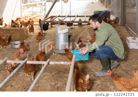 Young farmer feeding chickens with grain in henhouse Young farmer feeding chickens with grain in henhouse 112241335