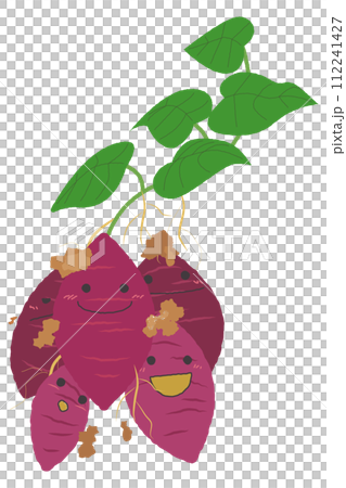 新鮮收穫的地瓜特徵 112241427