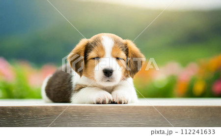 犬のかわいいイメージ素材 いぬ 眠る おやすみ 犬のかわいいイメージ素材 いぬ 眠る おやすみ 112241633