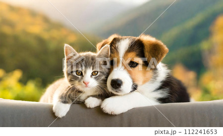 寄り添う犬と猫　ペット　家族 112241653