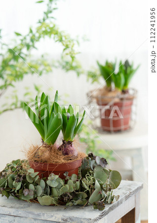 鉢植えのヒヤシンス 明るい部屋 鉢植えのヒヤシンス 明るい部屋 112241956