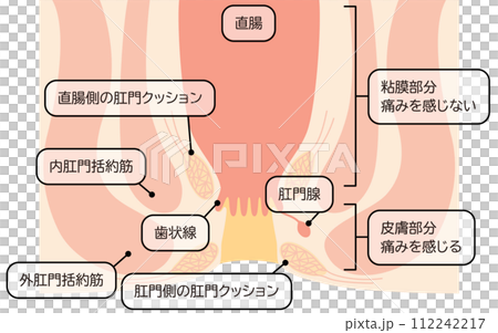 人體直腸和肛門區域插圖,橫斷面圖 人體直腸和肛門區域插圖,橫斷面圖 112242217