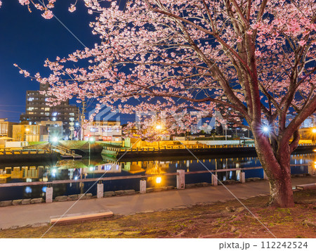 春の満開の夜桜　花見　徳島中央公園 112242524