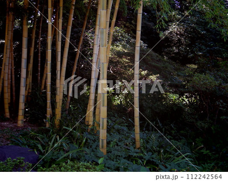 竹藪の風景 112242564