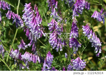 ナヨクサフジの花 112242814