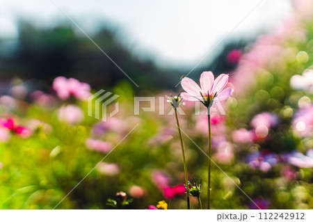 Spring flowers,Flowers blooming in the morning field 112242912