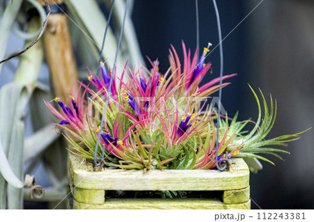 エアプランツ チランジアの花 エアプランツ チランジアの花 112243381
