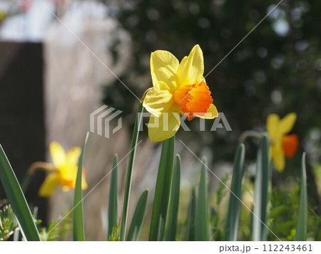 黄色いラッパスイセンのクローズアップ(日差しを浴びた水仙の花) 黄色いラッパスイセンのクローズアップ(日差しを浴びた水仙の花) 112243461