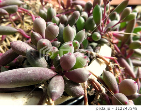 ルビーネックレス ルビーネックレス 112243548