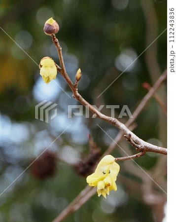 新緑の公園とトサミズキ（枝についたクリームイエローの土佐水木の花とつぼみ） 112243836