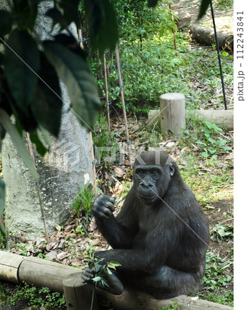 カメラに気付く動物園のゴリラ カメラに気付く動物園のゴリラ 112243841