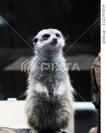 上を見上げる動物園のミーアキャット 112243854