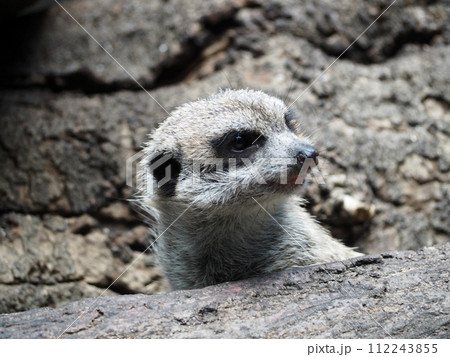 動物園のミーアキャット 動物園のミーアキャット 112243855