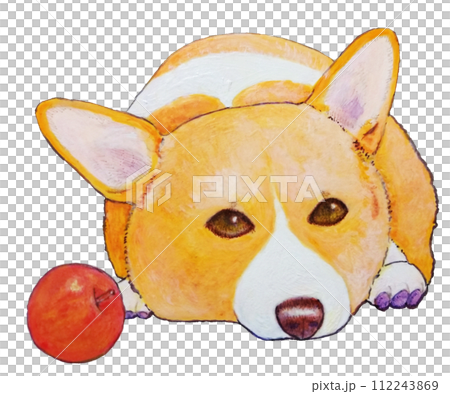 corgi and apple corgi and apple 112243869