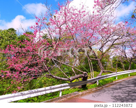 2024年　沖縄　桜 112243872