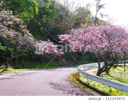 2024年 沖縄 桜 2024年 沖縄 桜 112243873