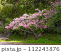 2024年　沖縄　桜 112243876