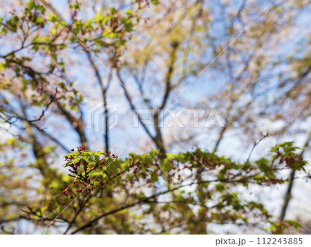 桜の季節の赤い実 桜の季節の赤い実 112243885