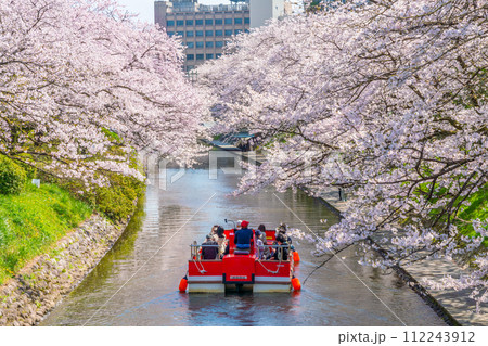 松川のさくら 松川のさくら 112243912