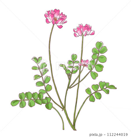 春の野に咲くれんげの花　手描きタッチイラスト 112244019