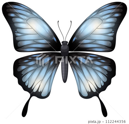 Elegant Blue Butterfly Vector Illustration Elegant Blue Butterfly Vector Illustration 112244356