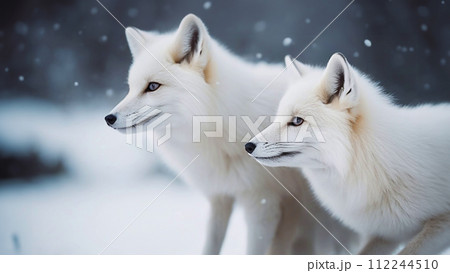 Arctic fox, white fox, white fox, arctic fox - Stock
