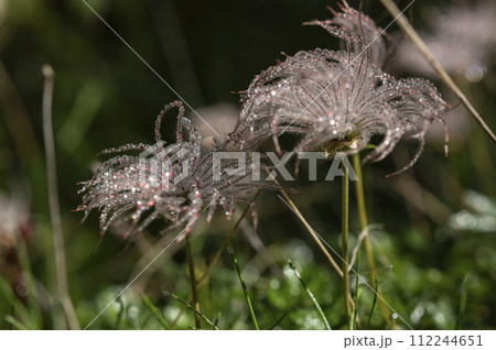綿毛になったチングルマ 112244651