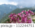 高山帯に咲くコマクサ 112244751