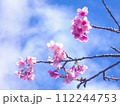 2024年　沖縄　桜 112244753