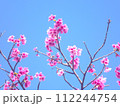 2024年　沖縄　桜 112244754