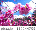 2024年　沖縄　桜 112244755